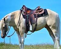 dunalino-welsh-pony-for-sale