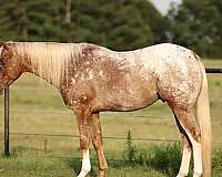 finished-appaloosa-horse
