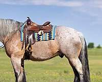 bridle-belgian-horse