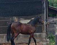 yearling-filly-warmblood-horse