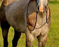 grey-field-hunter-horse