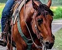 bay-ranch-versatility-horse