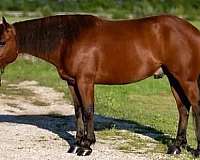 bay-ridden-english-horse