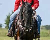 black-beginner-horse