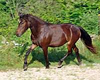 11-hand-connemara-pony-filly