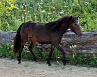 11-hand-connemara-pony