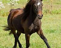 breeding-connemara-pony
