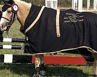 special-welsh-pony