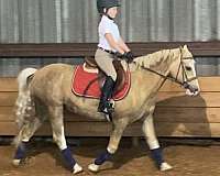with-show-experience-welsh-pony