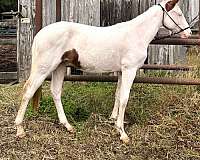engligh-sport-horse