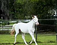 engligh-sport-yearling