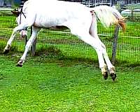 pinto-classical-horse