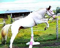 engligh-sport-warmblood-horse