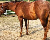 baths-appaloosa-horse