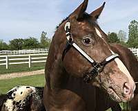breed-shows-appaloosa-horse