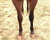 health-papers-appaloosa-horse