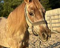 therapy-welsh-pony