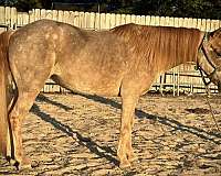 black-roan-welsh-pony