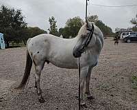 appaloosa-horse-for-sale