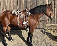 ranch-draft-horse