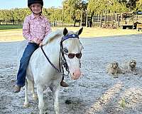 welsh-pony-for-sale