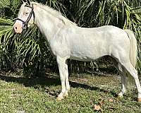 double-registered-welsh-pony