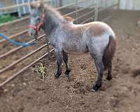 7-hand-pony-foal