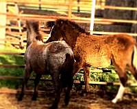 brown-pony-weanling