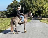 experienced-tennessee-walking-horse