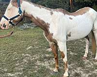 sorrel-overo-horse