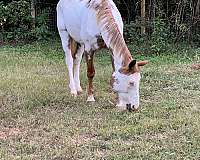 apha-overo-paint-horse