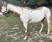beautiful-paint-horse