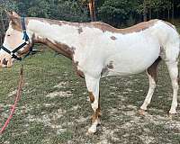 breeding-paint-horse
