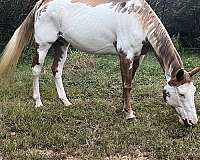 broodmare-paint-horse
