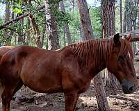 nash-belgian-horse