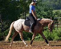 mounted-pa-appaloosa-horse