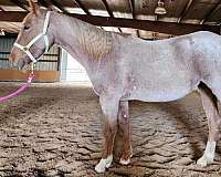 quarter-horse-mare