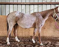 quarter-horse-for-sale