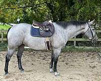 blue-roan-roan-jumping-trail-horse