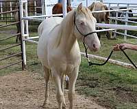 perlino-blaze-horse