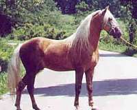 mare-mountain-pleasure-horse