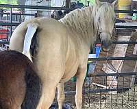 registered-mountain-pleasure-horse
