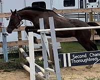 all-around-thoroughbred-horse