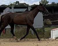 athletic-thoroughbred-horse