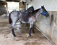 blue-roan-aqha-horse