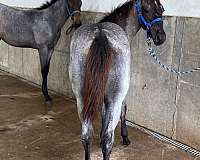 blue-roan-filly-for-sale