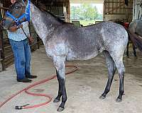 blue-roan-quarter-horse-for-sale