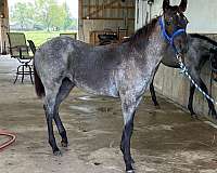 15-hand-blue-roan-horse