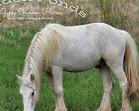 dappled-gypsy-vanner-palomino-horse