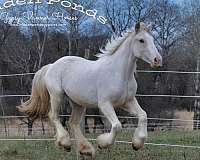 class-winner-gypsy-vanner-horse